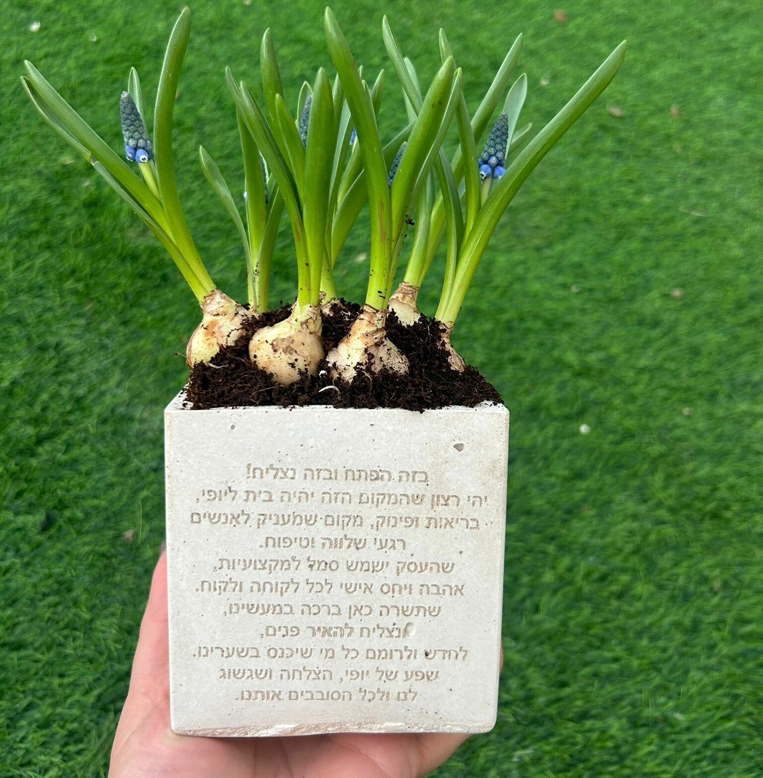 עציץ בטון פעמוני גשם